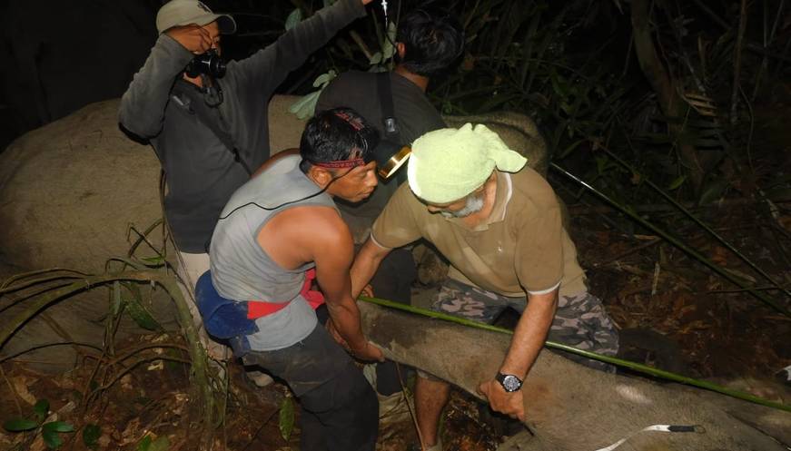 Tim Balai Besar KSDA Riau Lepas Gajah Terjerat Tali Nilon di Bengkalis