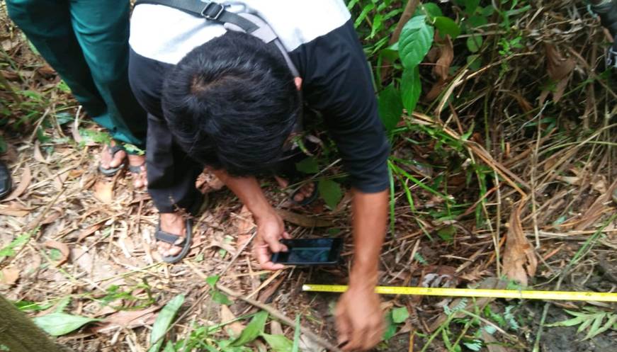 Harimau Mangsa Dua Ekor Sapi di Minas