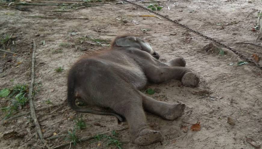 Seekor Gajah Mati di Pelatihan Gajah Minas 