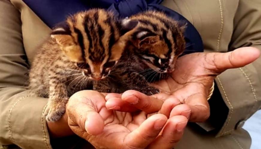 Tim Balai Besar BKSDA Riau Evakuasi Dua Ekor Anak Kucing Hutan