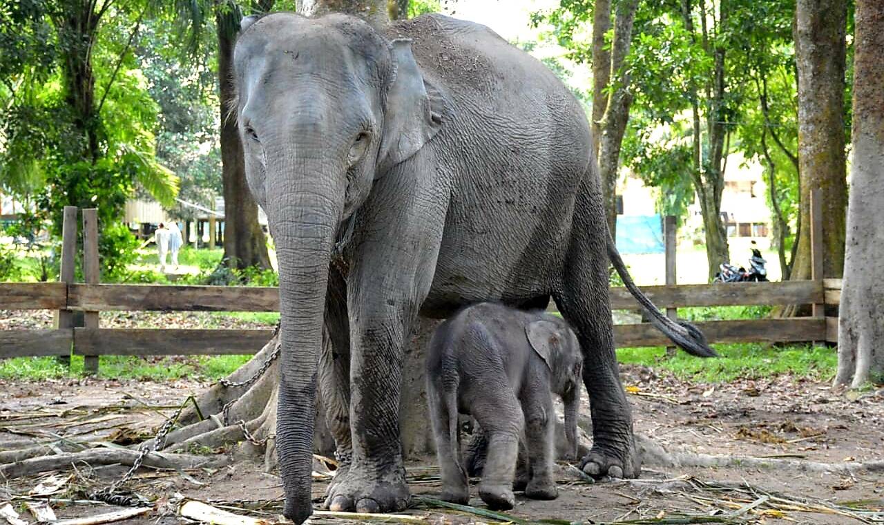 Wow, Bayi Gajah Lahir di Taman Wisata Alam Buluh Cina