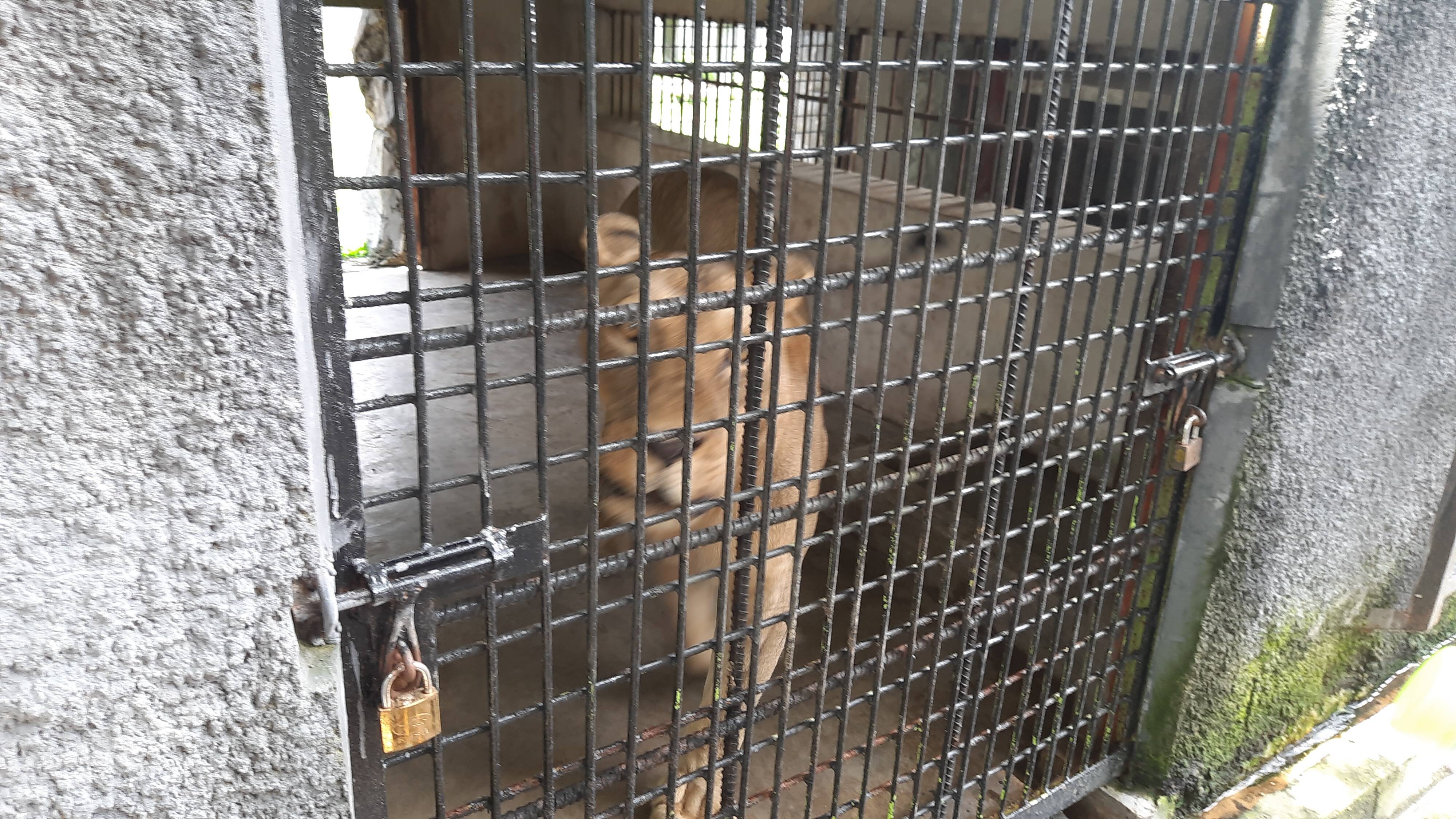 Dampak Pandemi Covid-19, Pengelola Kasang Kulim Zoo Terpaksa Kurangi Jatah Makanan Satwa 