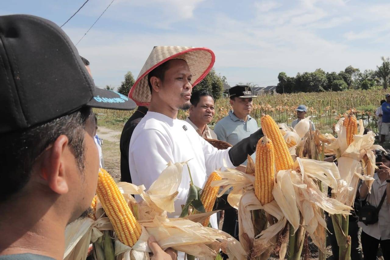 Walikota Pekanbaru Dukung Panen Raya Jagung Serentak 