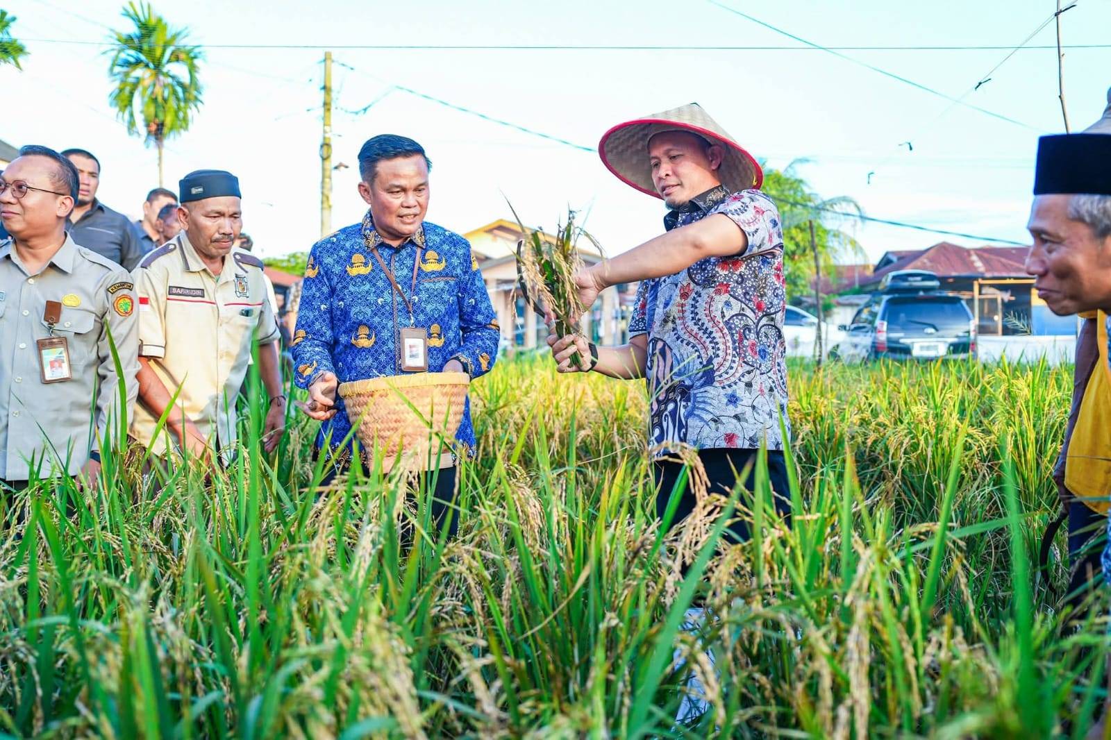 Wako Pekanbaru Panen Perdana Padi Gogo di Kelurahan Meranti Pandak